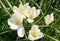 Flowering white Spring Crocus