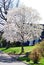 A flowering white tree in the spring in a small village in rural Indiana.