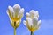 Flowering white tulip plants opening up and blooming against clear blue sky copy space outside. Flourishing and