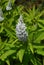 Flowering White Veronica Plant