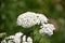 Flowering White Yarrow Wildflowers with Fern Leaves