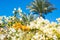 Flowering white and yellow hibiscus bushes and palm trees