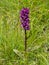 Flowering wild Alpine Dactylorhiza Orchid