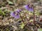 Flowering wild Alpine Snowbell Soldanella near Furka Pass, Switzerland