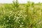 Flowering wild daisies, Leucanthemum vulgare