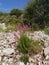 Flowering wild flowers on the Croatian island Lastovo