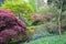 Flowering wild flowers, rhododendrons and azaleas in an open woodland in the south of England