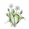 Flowering wild garlic in water color