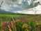 Flowering wild grass in the mountains. Summer landscape. Kyrgyzstan