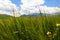 Flowering wild grass in the mountains. Summer landscape. Kyrgyzstan