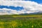 Flowering wild grass in the mountains. Summer landscape. Kyrgyzstan