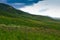 Flowering wild grass in the mountains. Summer landscape. Kyrgyzstan