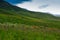 Flowering wild grass in the mountains. Summer landscape. Kyrgyzstan