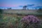 Flowering wild heather in misty sunrise