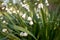 Flowering wild Leucojum aestivum or snowflake plants