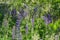 Flowering wild perennial lupine among tall grass
