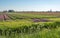 Flowering wild plants and grasses in the foreground of a landscape with blooming tulips