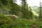 Flowering wild Rhododendrons in Ligurian Alps, Northwestern Italy