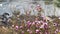 Flowering wild rosemary bush with large pink flowers close-up. Beautiful horizontal photo of flowers. Plants of mountain