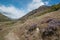 Flowering Wild thyme field