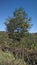 Flowering wild tree of Himalaya