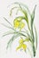Flowering wild yellow irises