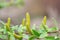 Flowering willow buds bloomed, early spring. Soft focus, close up, macro/