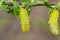 Flowering willow buds bloomed, early spring. Soft focus, close up, macro.