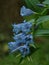 Flowering Willow Gentian