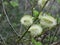 Flowering willows lat. Salix. Early Spring