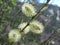 Flowering willows lat. Salix. The first signs of spring