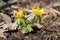 Flowering winter aconite Eranthis hyemalis in garden