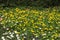 Flowering winterlings Eranthis in a meadow in spring