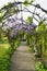 Flowering wisteria arches on garden alley with statues beside and fountain