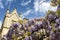 Flowering wisteria on a wrought iron fence