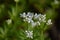 Flowering woodruff (Galium odoratum)