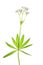 Flowering woodruff (Galium odoratum)