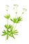 Flowering woodruff (Galium odoratum)