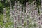 Flowering Woolly hedgenettle Stachys byzantina plants in garden