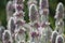 Flowering Woolly hedgenettle Stachys byzantina plants in garden