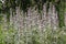 Flowering Woolly hedgenettle Stachys byzantina plants in garden