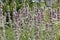 Flowering Woolly hedgenettle Stachys byzantina plants in garden