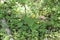 Flowering wooly buttercup plant Ranunculus lanuginosus in wild