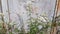 Flowering yarrow stems on a background of old metal gate