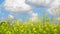 Flowering Yellow Barbarea vulgaris in wind against beautiful sky