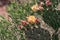 Flowering yellow bud on a prickly pear cactus