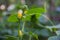 Flowering with yellow cucumber branch with an antenna