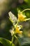 Flowering yellow cucumber branch close-up