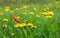 Flowering yellow dandelions on green meadow in spring. Orange butterfly with black dots scarce copper above yellow spring flowers