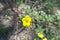 Flowering yellow Dasiphora fruticosa in June